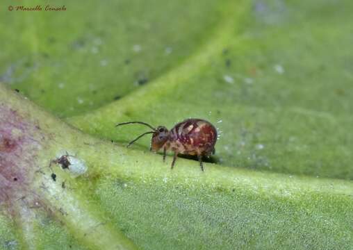 Image of Dicyrtomina ornata (Nicolet & H 1842)