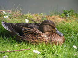 Image of Common Mallard