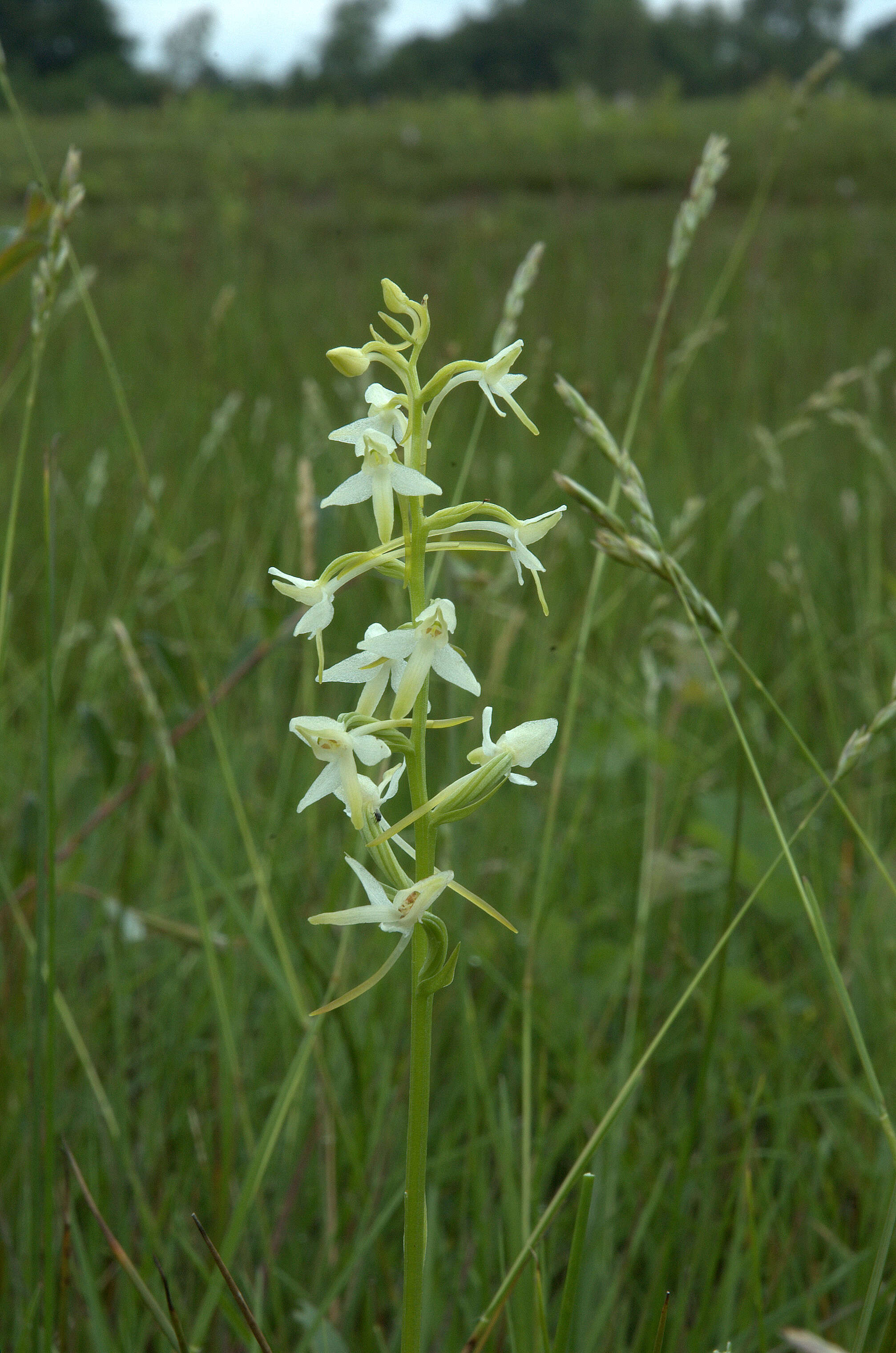 Image of Fringed orchids