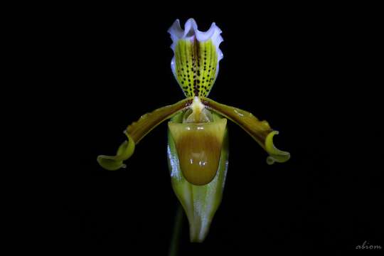 Image de Paphiopedilum exul (Ridl.) Rolfe