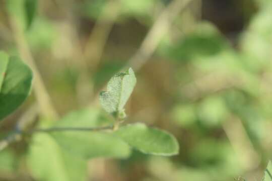 Imagem de Psoralea canescens Michx.