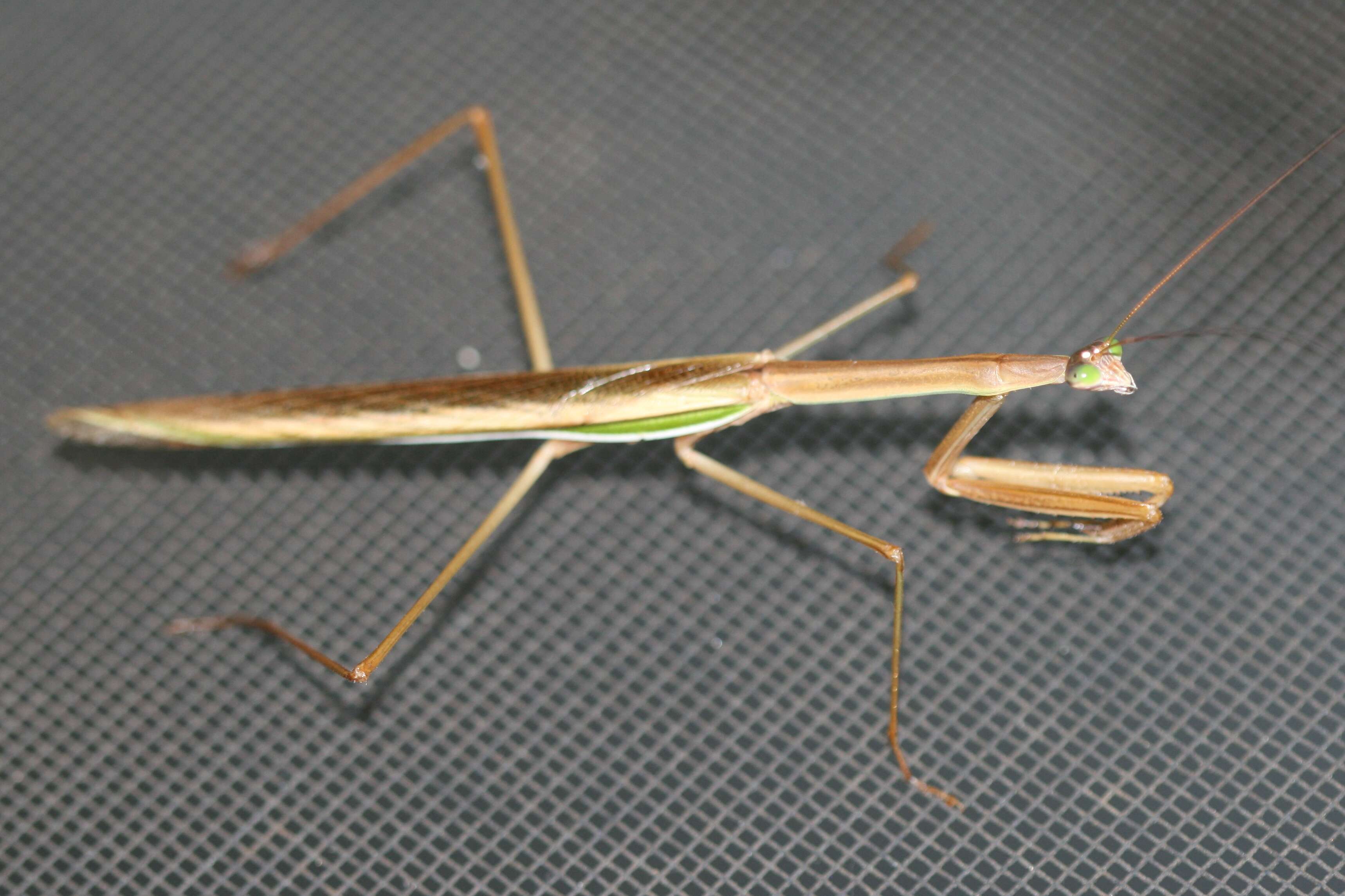 Image of Tenodera