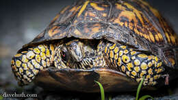 Image of box turtle