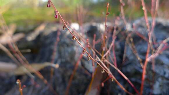 Image of Gonocarpus micranthus Thunb.