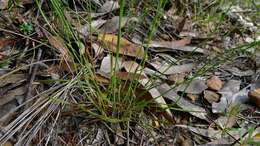 Image of yellow-eyed-grass family