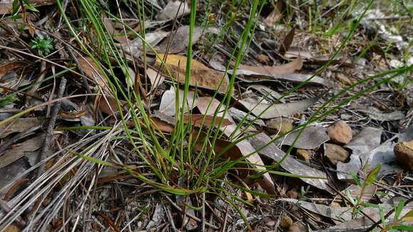 Image de Xyris gracilis R. Br.