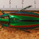 Image of Chrysochroa limbata Nonfried 1891