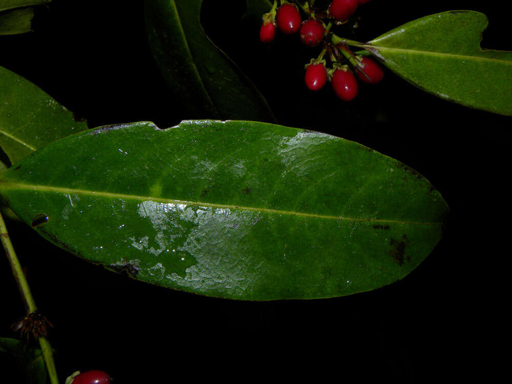 Image of Erythroxylum macrophyllum Cav.