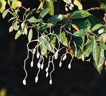 Image of propeller tree family