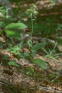 Image of Epipactis pontica Taubenheim