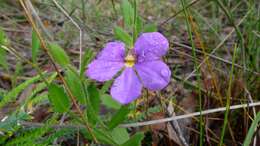 Слика од Scaevola calliptera Benth.