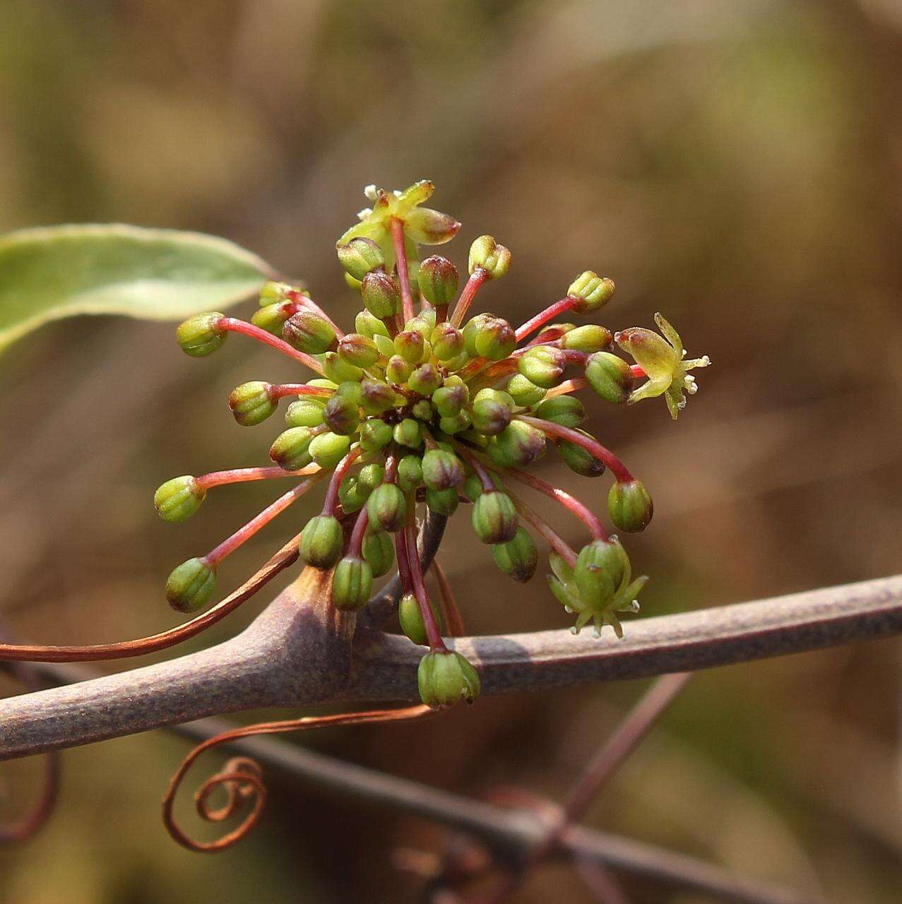 Smilax brasiliensis Spreng. resmi