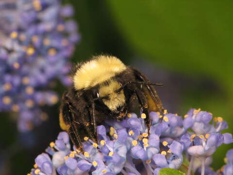 Image of Bumblebees