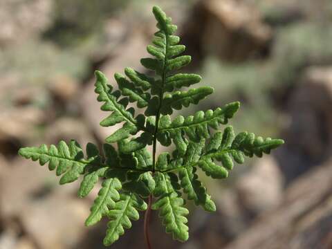 Image of goldback fern