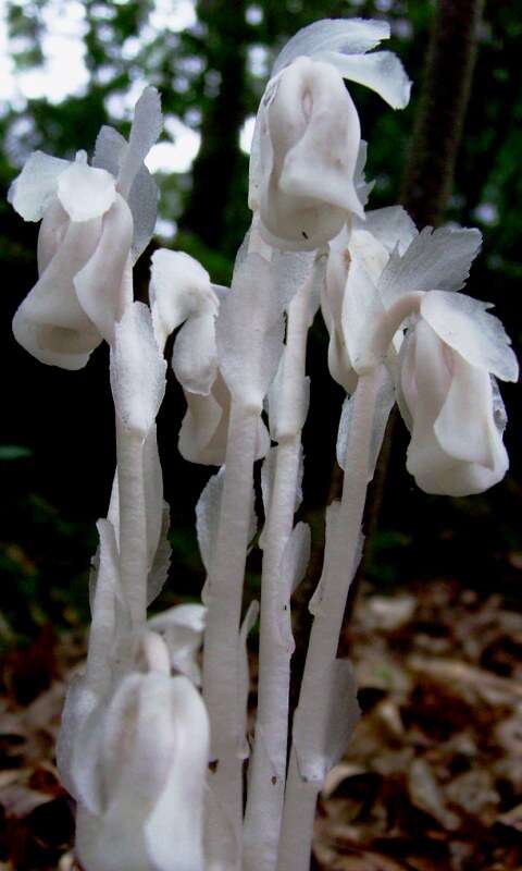 Image of Indian Pipe