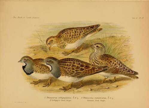 Image of Thinocorus Eschscholtz 1829