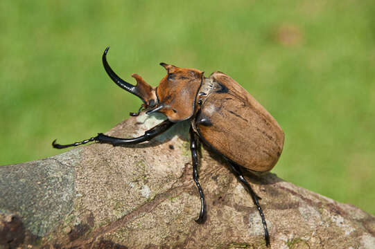 Image of Elephant Beetles