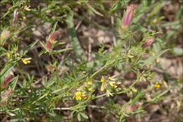 Слика од Medicago prostrata Jacq.