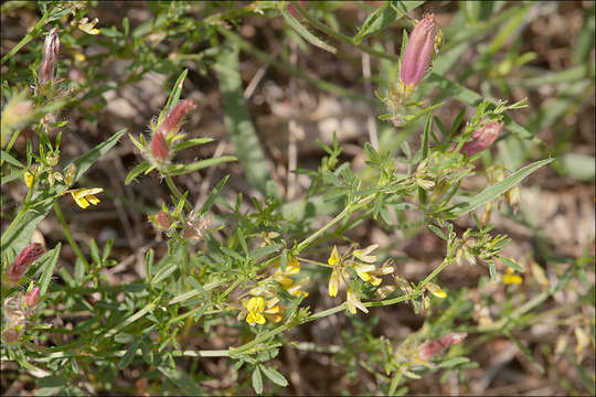 Image of Medicago prostrata Jacq.