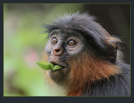 Image of Preuss' red colobus monkey