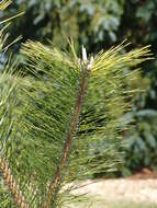 Image of Japanese Black Pine