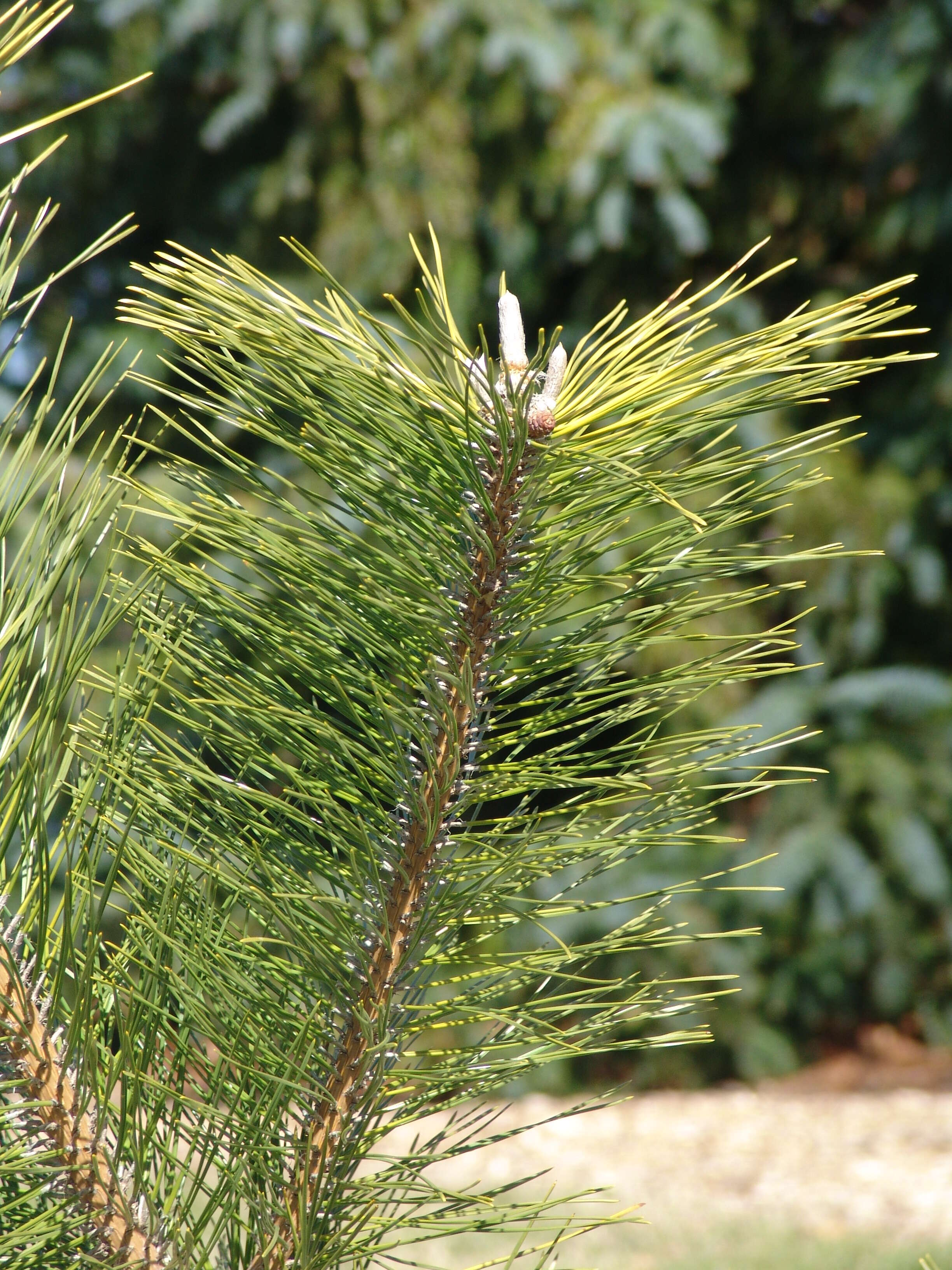 Image of Japanese Black Pine