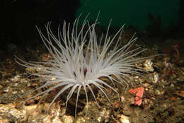 Image of ceriantharian anemones