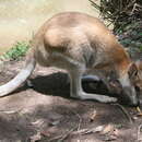 Image of Red-necked wallaby