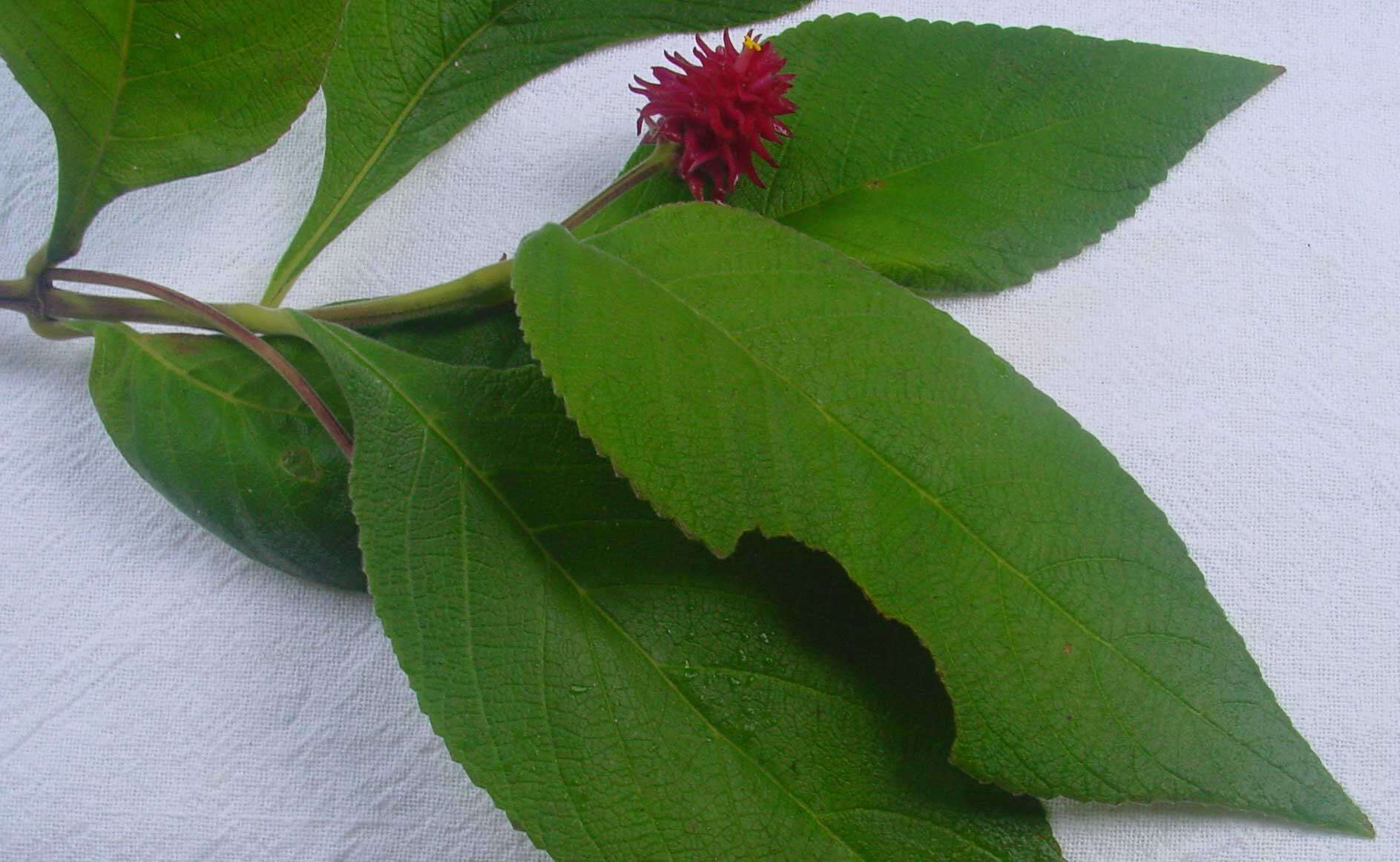 Plancia ëd Lippia macrophylla Cham.