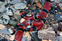 Image of Black-banded Coral Snake