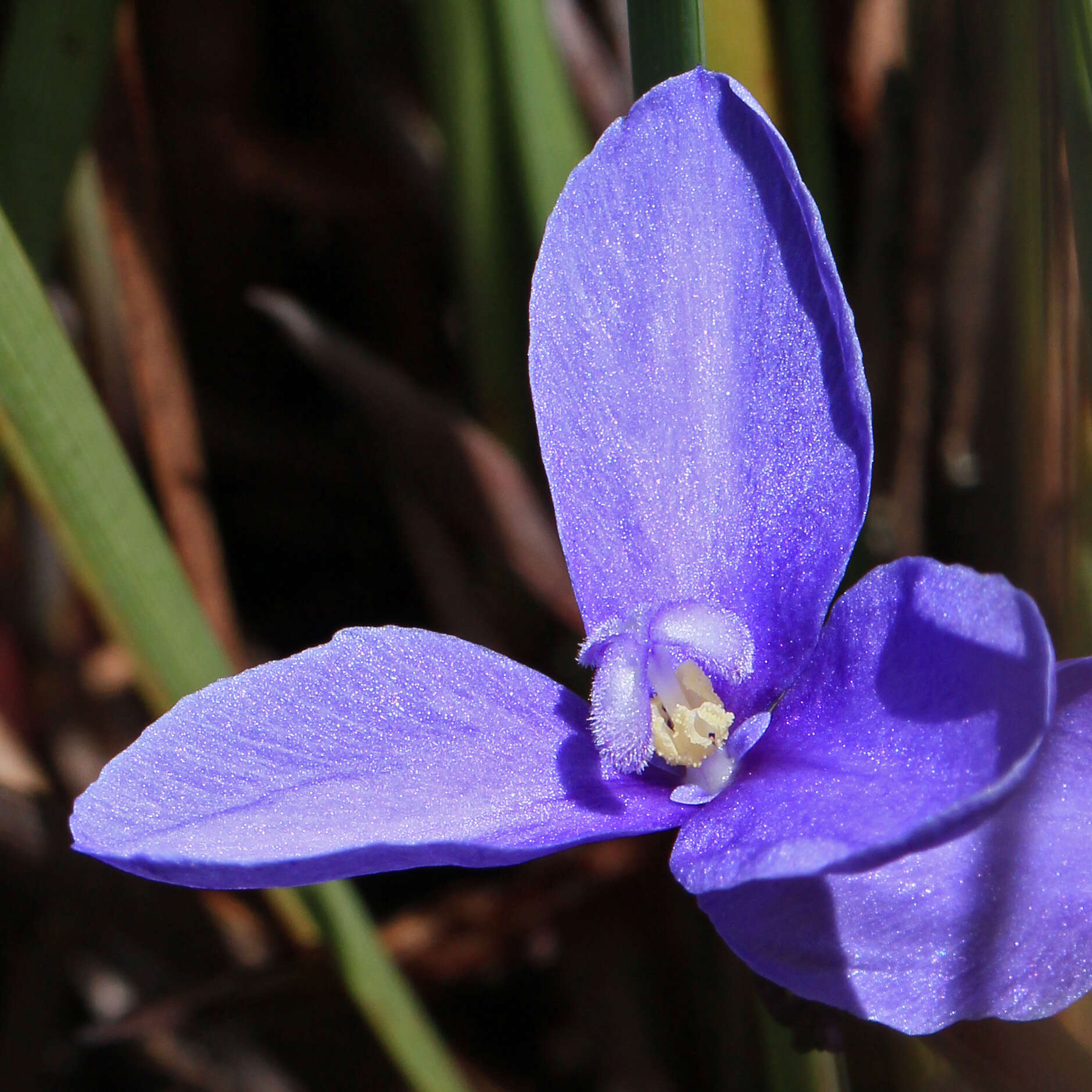 Image of Patersonia fragilis (Labill.) Asch. & Graebn.