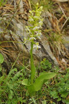 Слика од Platanthera chlorantha (Custer) Rchb.