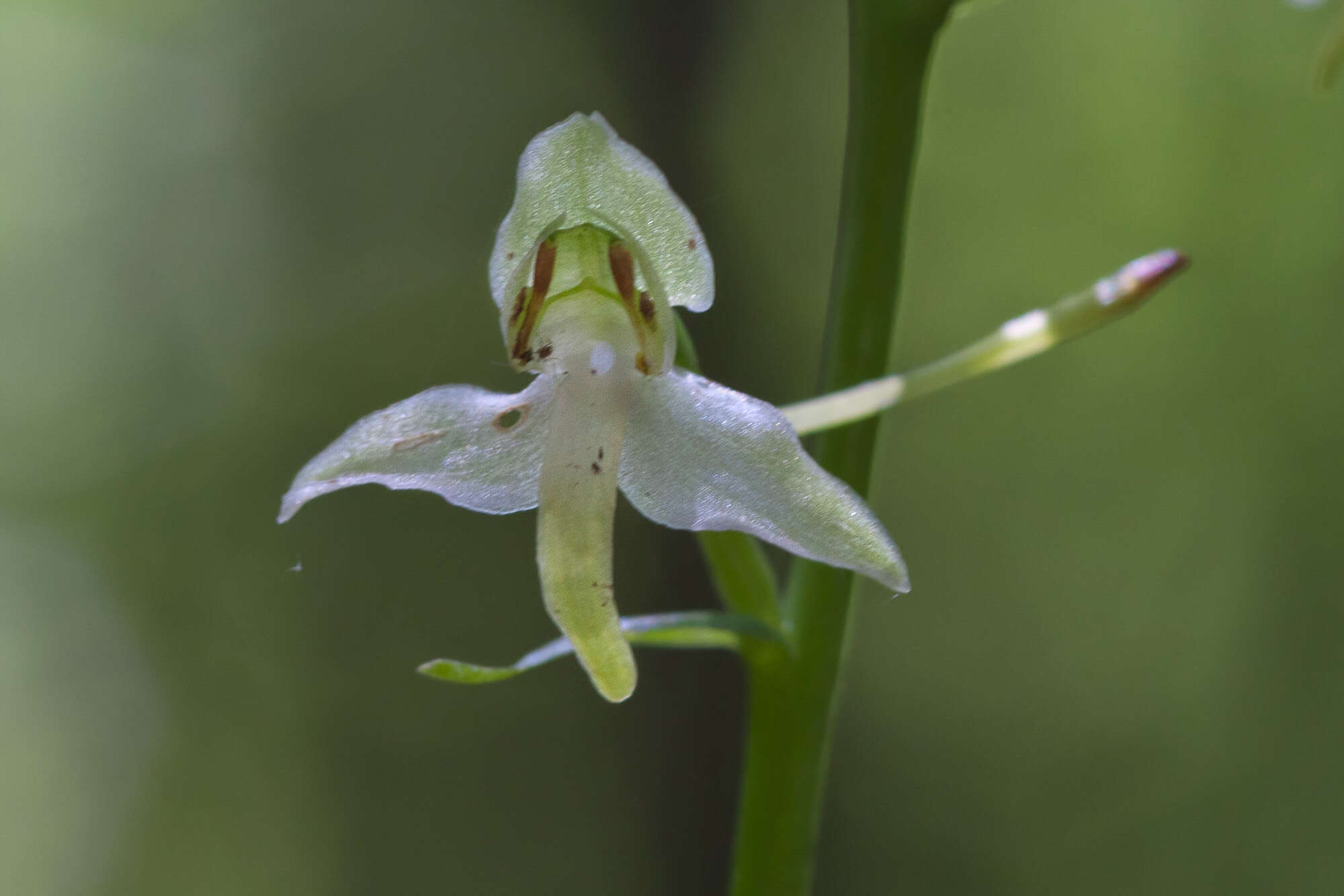 Image of Fringed orchids