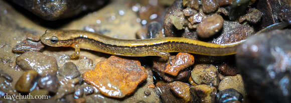 Image of Brook salamander