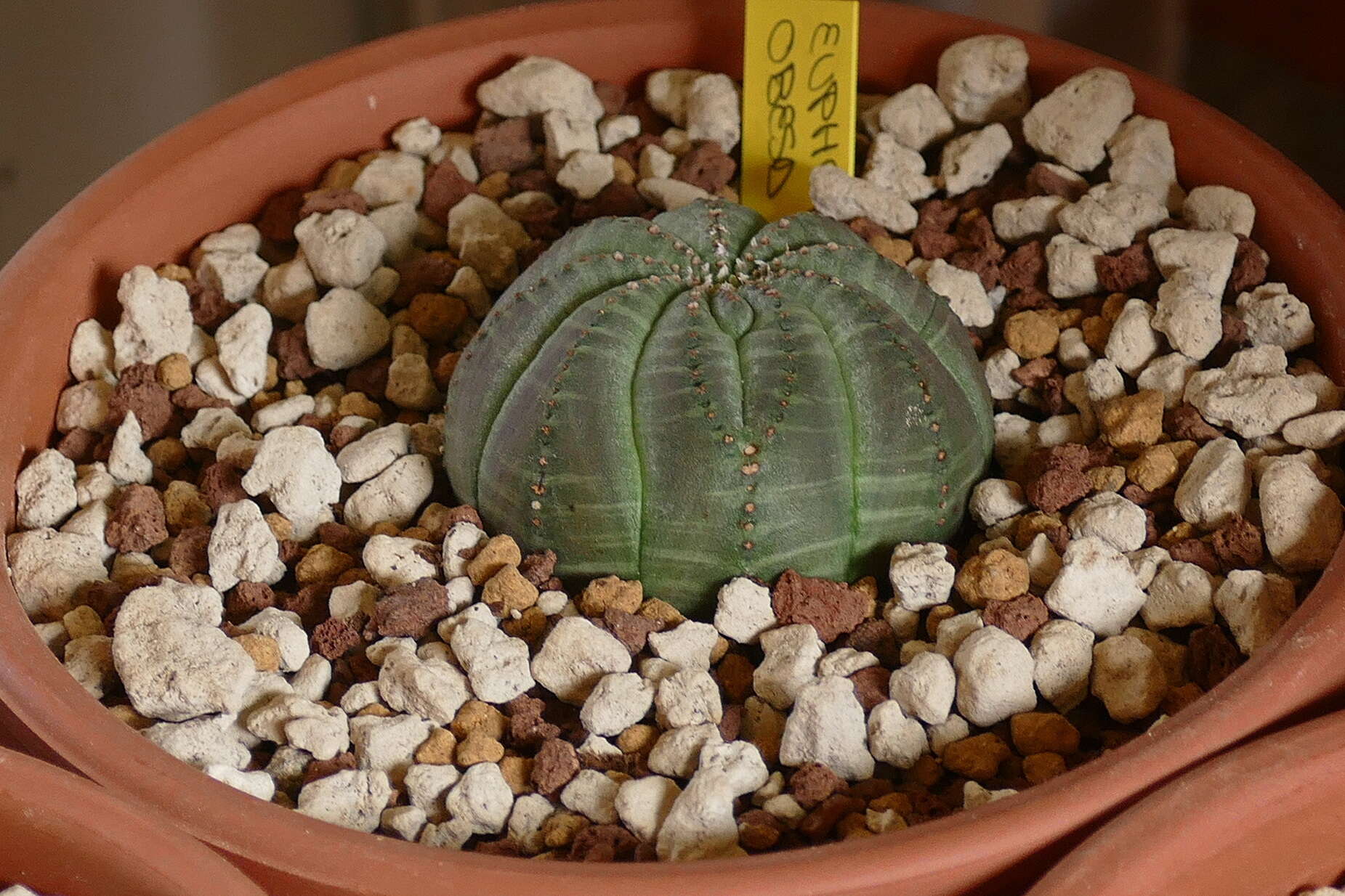 Image of Euphorbia obesa Hook. fil.