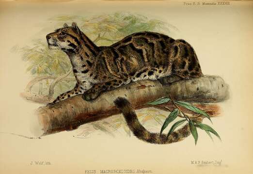 Image of clouded leopard