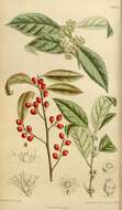 صورة Ilex verticillata (L.) A. Gray