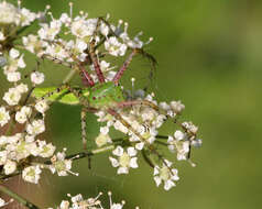 Image of Peucetia