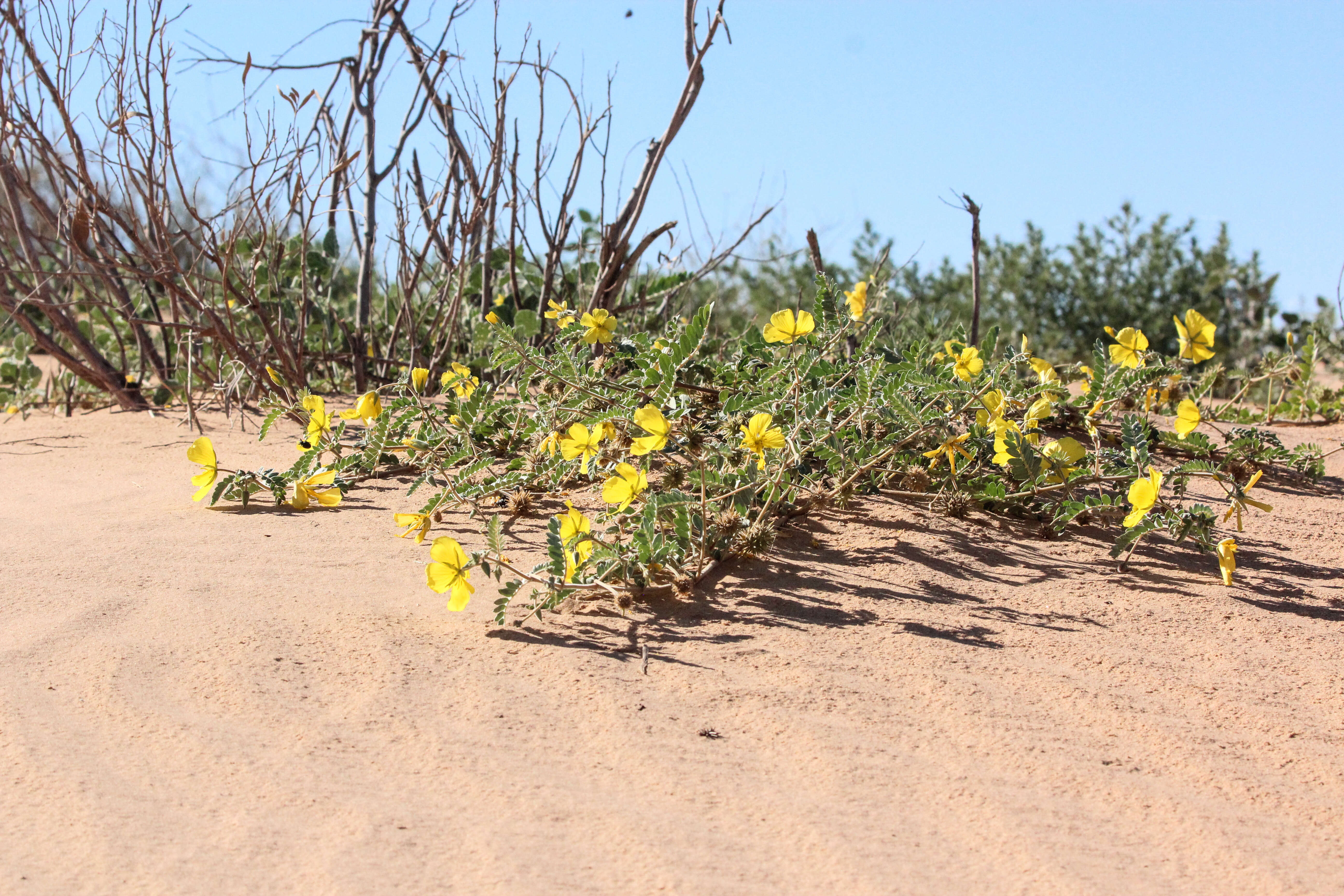 Image de Tribulus