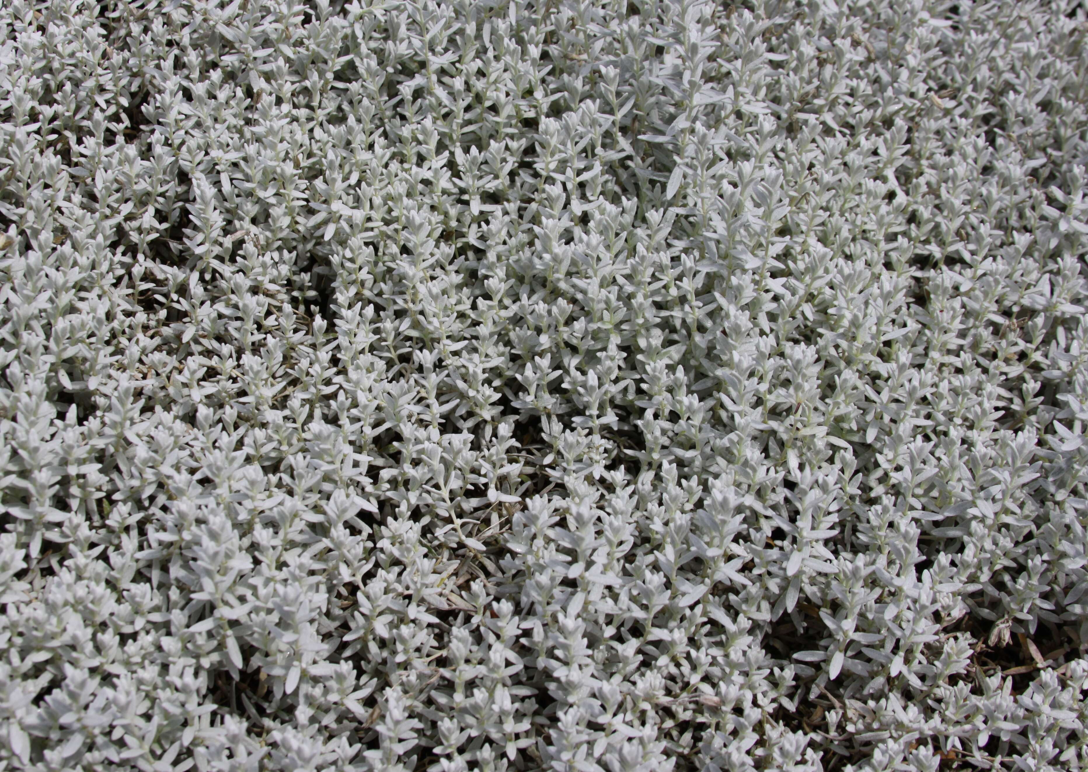 Image of Snow-in-summer