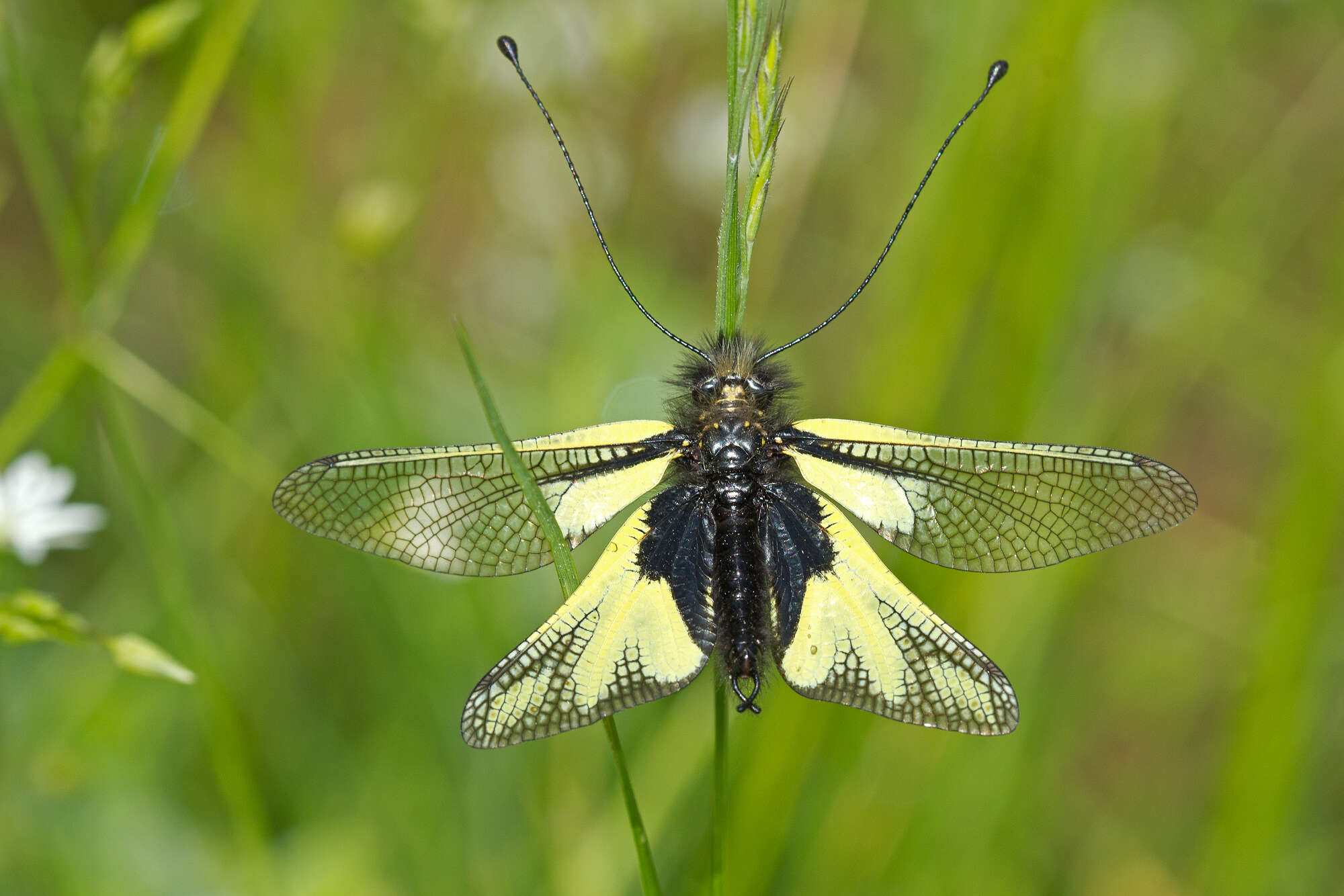 Image of Owly sulphur