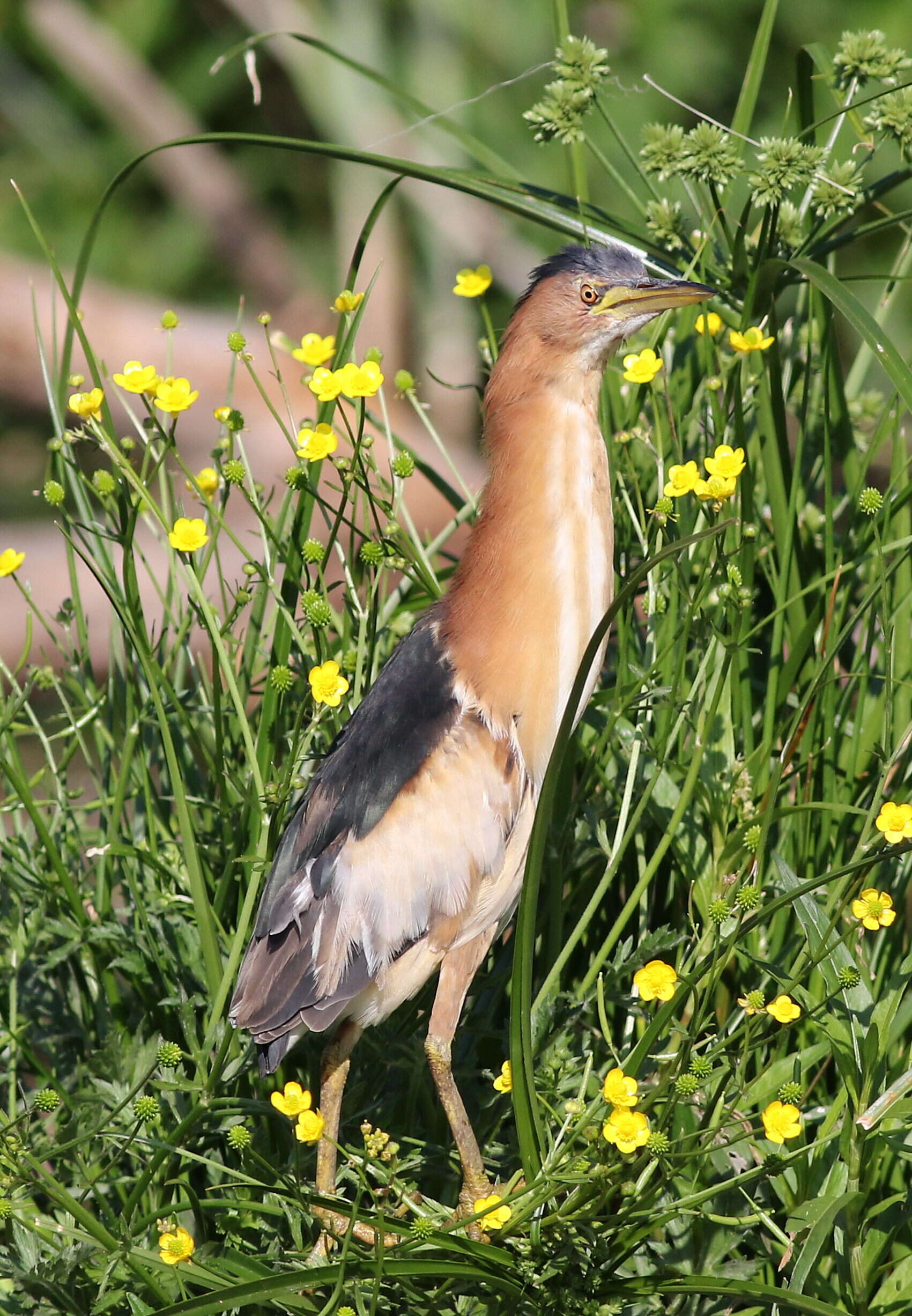 Image of Common Little Bittern