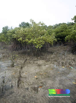 Image of black mangrove