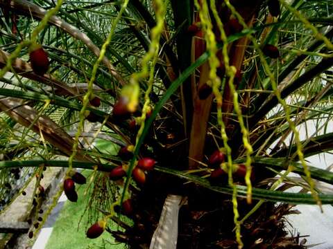 Image of pygmy date palm