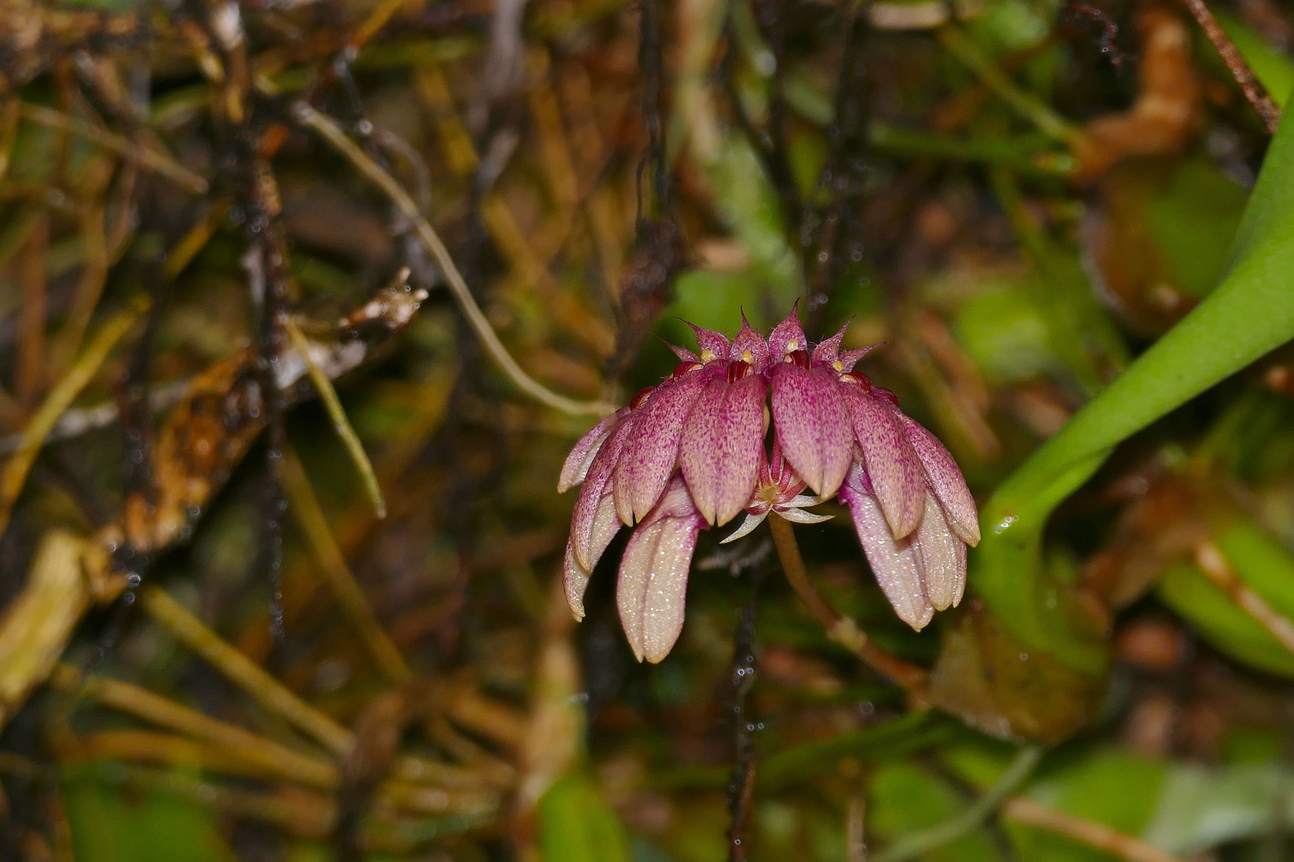 Image de Bulbophyllum trigonopus (Rchb. fil.)