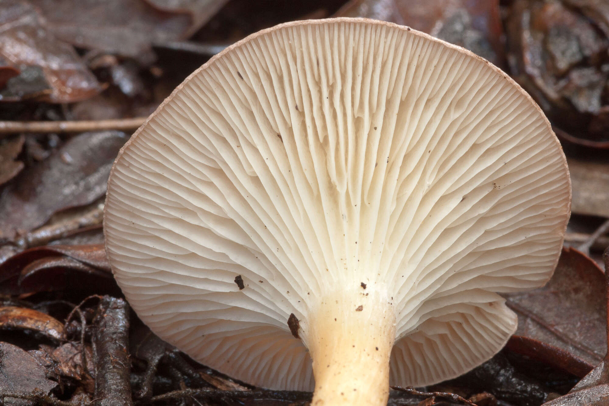 Image of funnel clitocybe