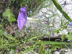 Imagem de Ipomoea ternifolia var. leptotoma (Torr.) J. A. Mc Donald