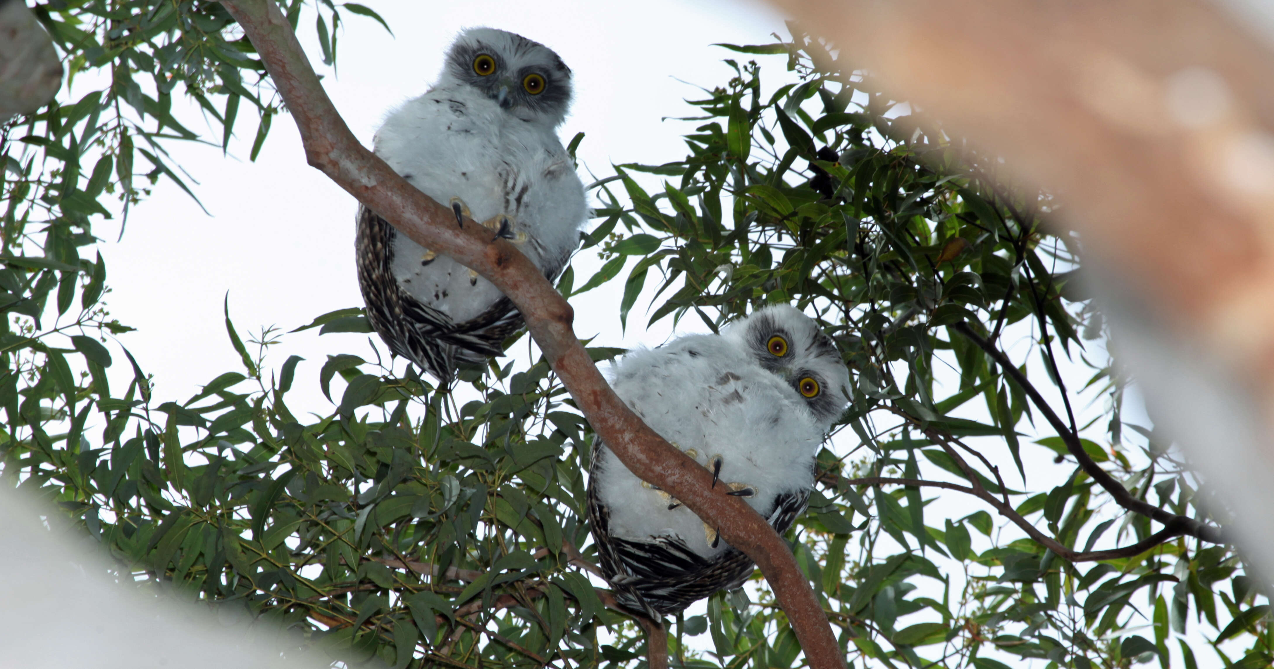 Image of Ninox Hodgson 1837