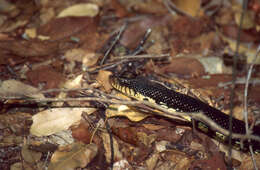 Image of Malagasy Giant Hognose Snake