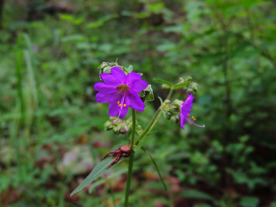 Sivun Mirabilis linearis (Pursh) Heimerl kuva